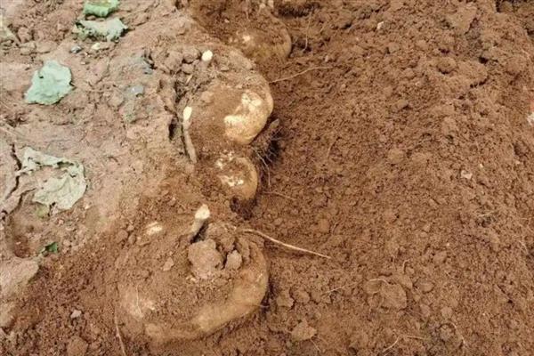 凉薯常见的病虫害防治方法，不同病虫害的防治方法不同