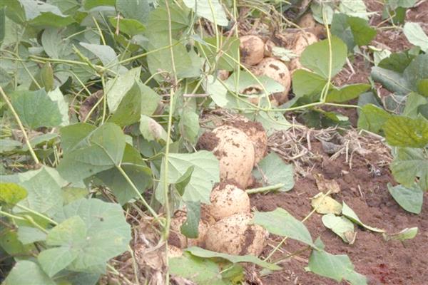 凉薯常见的病虫害防治方法，不同病虫害的防治方法不同