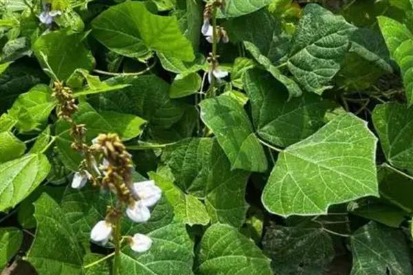 凉薯常见的病虫害防治方法，不同病虫害的防治方法不同