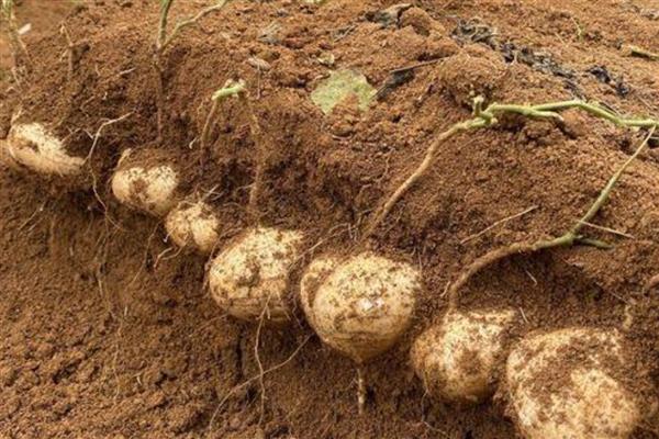 凉薯常见的病虫害防治方法，不同病虫害的防治方法不同