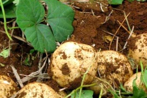 凉薯常见的病虫害防治方法，不同病虫害的防治方法不同