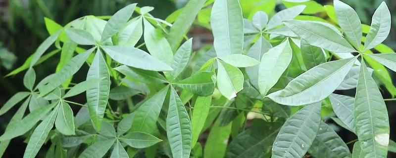 富贵树掉叶子怎么处理，需减少施肥并进行修剪