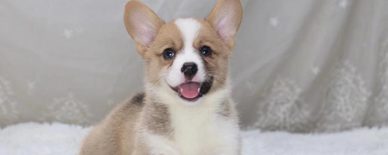 狗狗为什么每天早上叫，可能是感到饥饿或者想要排泄