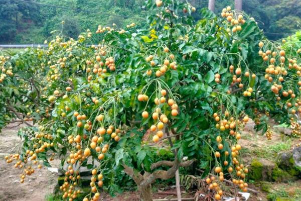 黄皮果的冬季管理技术，将其搬入温暖的室内进行养护