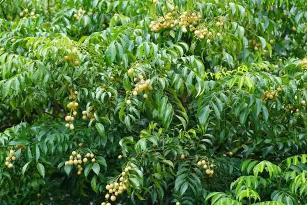 黄皮果的冬季管理技术，将其搬入温暖的室内进行养护