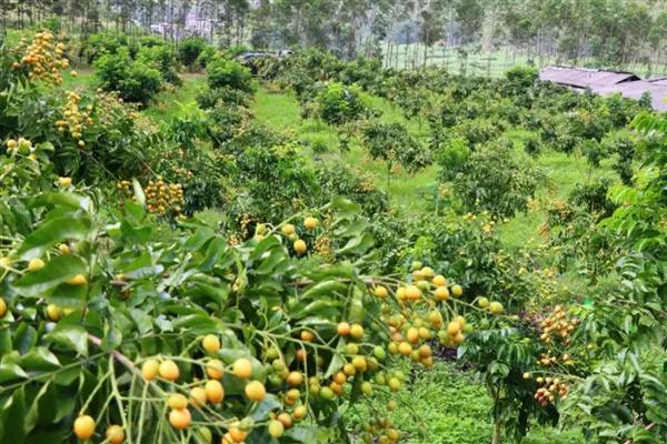 黄皮果的冬季管理技术，将其搬入温暖的室内进行养护