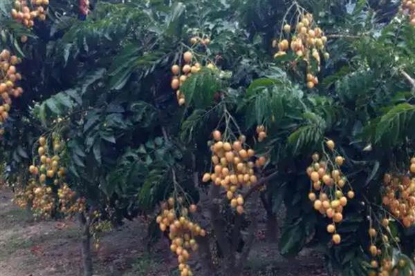 黄皮果的冬季管理技术，将其搬入温暖的室内进行养护