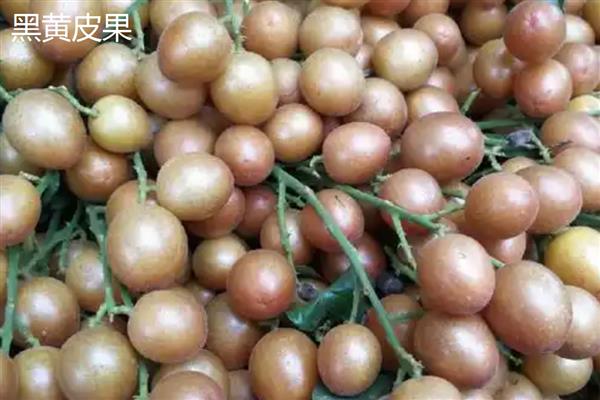 黄皮果的冬季管理技术，将其搬入温暖的室内进行养护