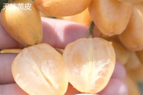 黄皮果的冬季管理技术，将其搬入温暖的室内进行养护