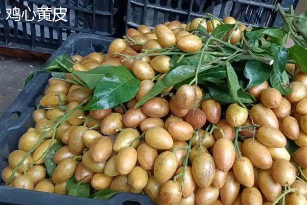 黄皮果的冬季管理技术，将其搬入温暖的室内进行养护