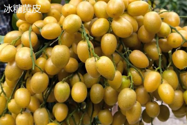 黄皮果的冬季管理技术，将其搬入温暖的室内进行养护