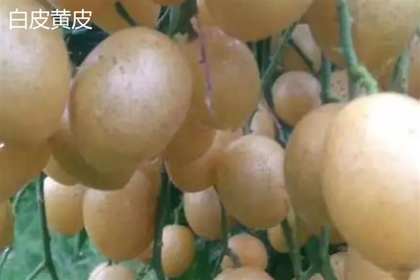 黄皮果的冬季管理技术，将其搬入温暖的室内进行养护