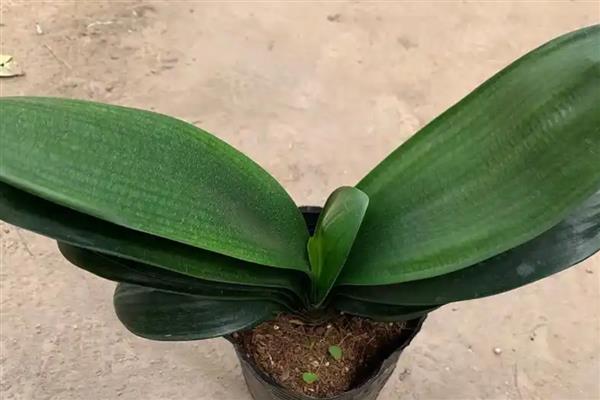 君子兰怕不怕晒，君子兰怕晒