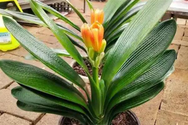君子兰怕不怕晒，君子兰怕晒