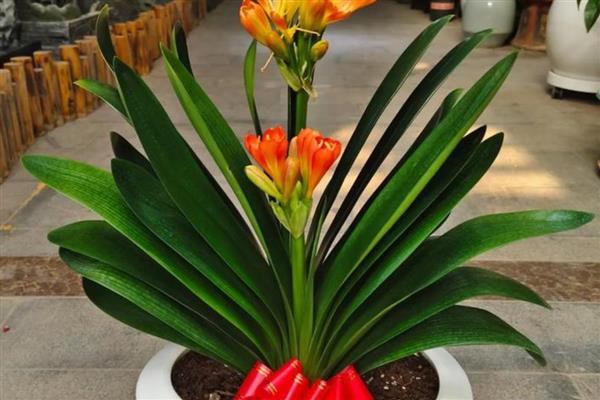 君子兰怕不怕晒，君子兰怕晒