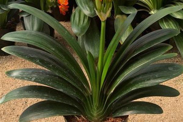 君子兰怕不怕晒，君子兰怕晒