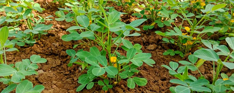 花生的品种，可以从籽粒和生长周期来区分