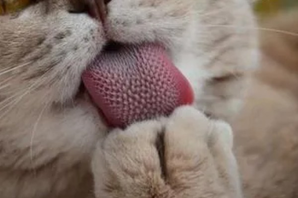 猫咪舌头上有刺的原因，由基因遗传和进化所决定