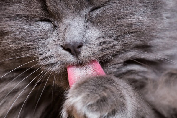 猫咪舌头上有刺的原因，由基因遗传和进化所决定