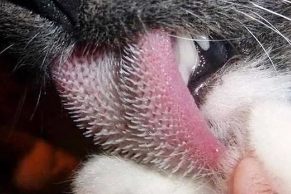 猫咪舌头上有刺的原因，由基因遗传和进化所决定