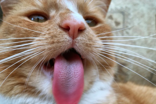 猫咪舌头上有刺的原因，由基因遗传和进化所决定