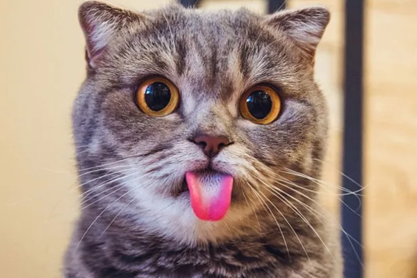 猫咪舌头上有刺的原因，由基因遗传和进化所决定