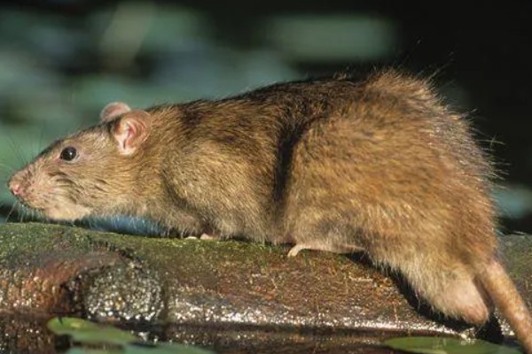 褐家鼠有什么特点,其活动力和繁殖能力都非常强