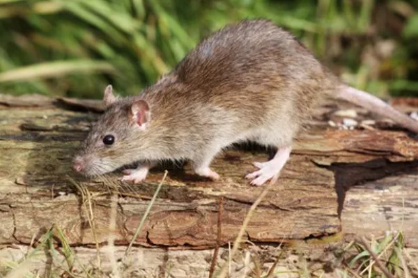 褐家鼠有什么特点,其活动力和繁殖能力都非常强