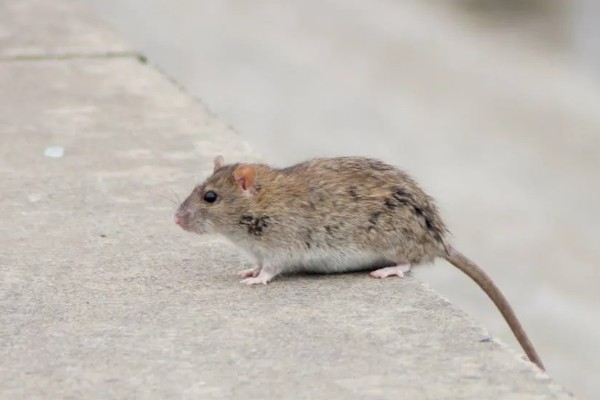 褐家鼠有什么特点,其活动力和繁殖能力都非常强