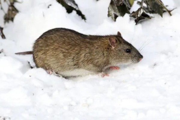 褐家鼠有什么特点,其活动力和繁殖能力都非常强