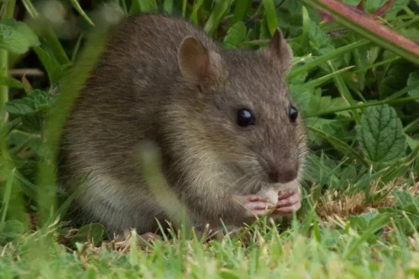 褐家鼠有什么特点,其活动力和繁殖能力都非常强