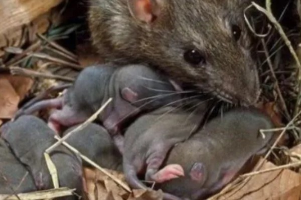 褐家鼠有什么特点,其活动力和繁殖能力都非常强