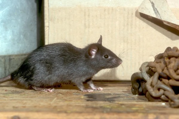 褐家鼠有什么特点,其活动力和繁殖能力都非常强