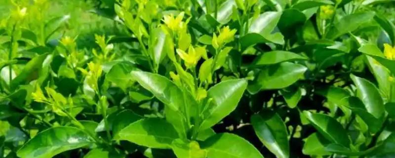 柑橘为什么会黄蒂落果，可能是夏梢过多、果园淹水等原因引起