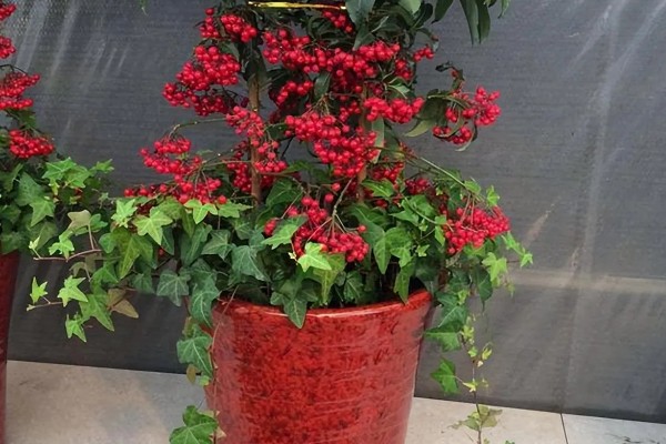 富贵籽可以活多久，可以活3-5年