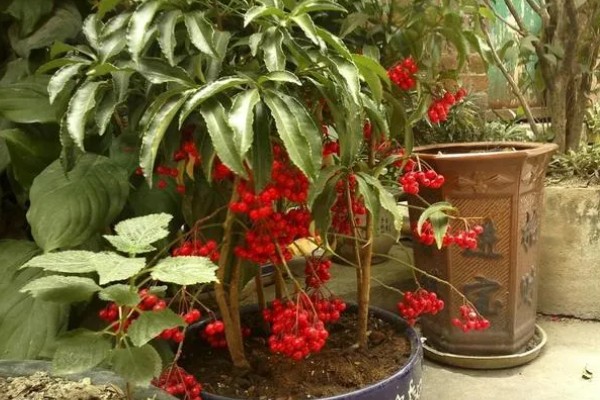 富贵籽可以活多久，可以活3-5年