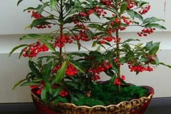 富贵籽可以活多久，可以活3-5年