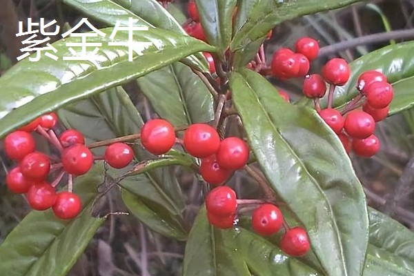 富贵籽可以活多久，可以活3-5年