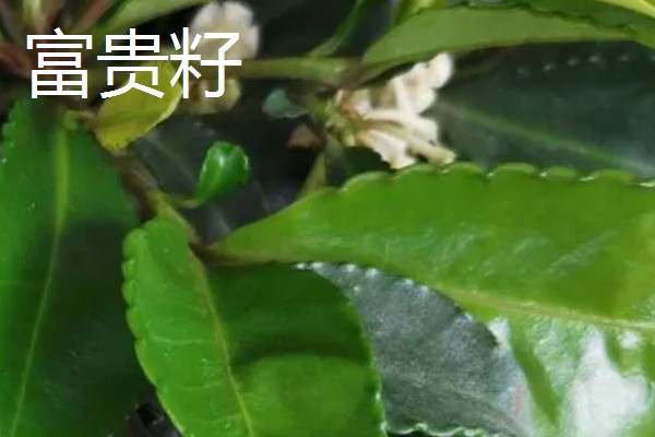 富贵籽可以活多久，可以活3-5年