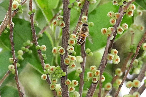 柃木的流蜜规律，花期在10月至翌年2月