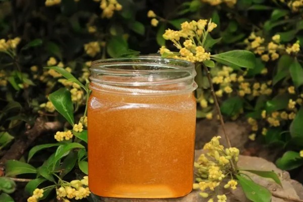 柃木的流蜜规律，花期在10月至翌年2月