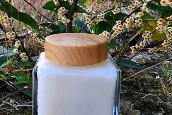 柃木的流蜜规律，花期在10月至翌年2月