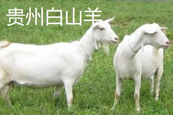 南方圈养什么品种的羊,推荐贵州白山羊、圭山山羊等