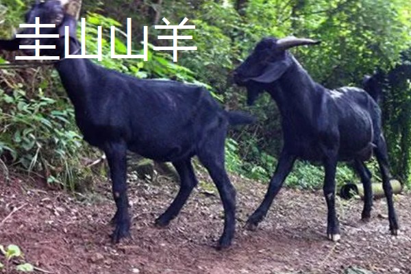 南方圈养什么品种的羊,推荐贵州白山羊、圭山山羊等