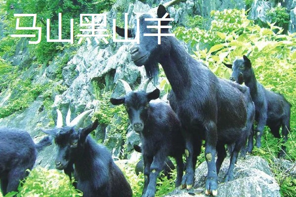 南方圈养什么品种的羊,推荐贵州白山羊、圭山山羊等