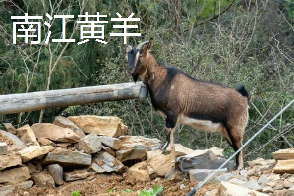 南方圈养什么品种的羊,推荐贵州白山羊、圭山山羊等