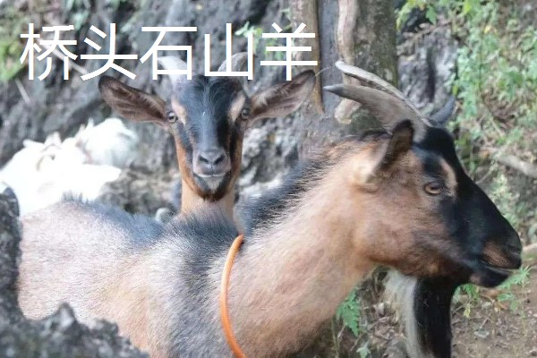 南方圈养什么品种的羊,推荐贵州白山羊、圭山山羊等