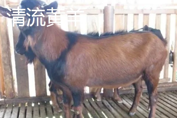 南方圈养什么品种的羊,推荐贵州白山羊、圭山山羊等