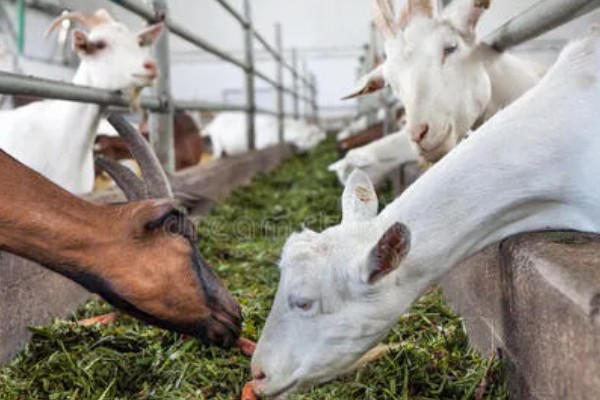 南方圈养什么品种的羊,推荐贵州白山羊、圭山山羊等