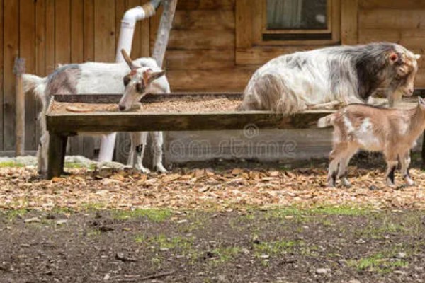 南方圈养什么品种的羊,推荐贵州白山羊、圭山山羊等